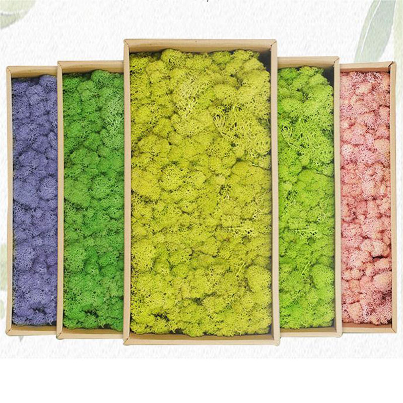 20g Piante di muschio verde ar - Sphagnum Moss Dry recensione e prezzo