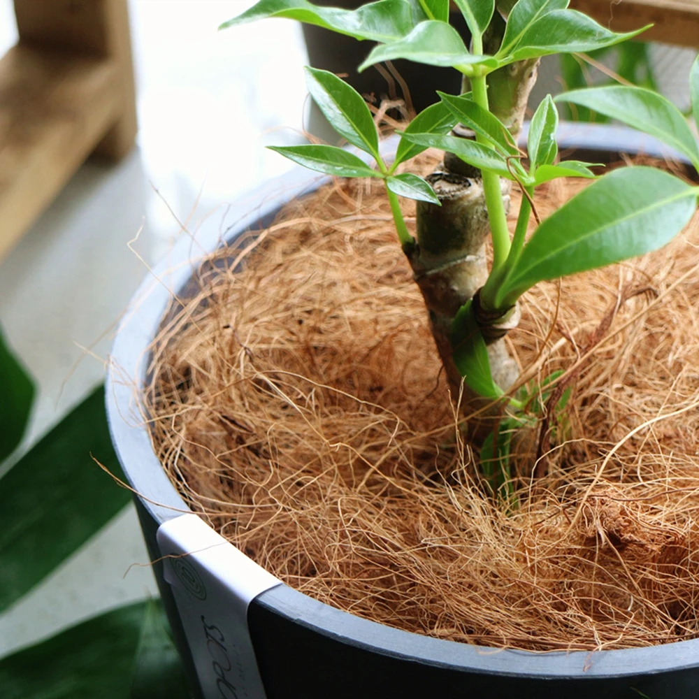 Copertura del vaso di fiori in - Sphagnum Moss Dry recensione e prezzo