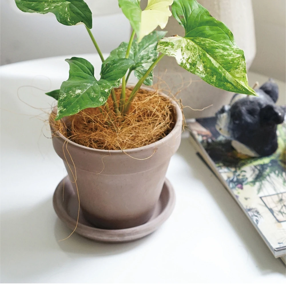 Copertura del vaso di fiori in - Sphagnum Moss Dry recensione e prezzo