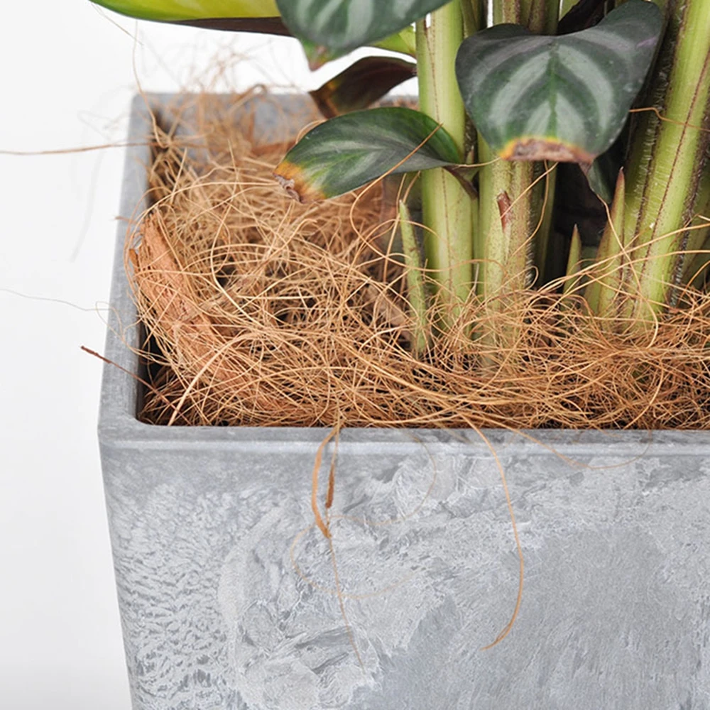 Copertura del vaso di fiori in - Sphagnum Moss Dry recensione e prezzo